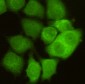 CDC2/CDK1 Antibody